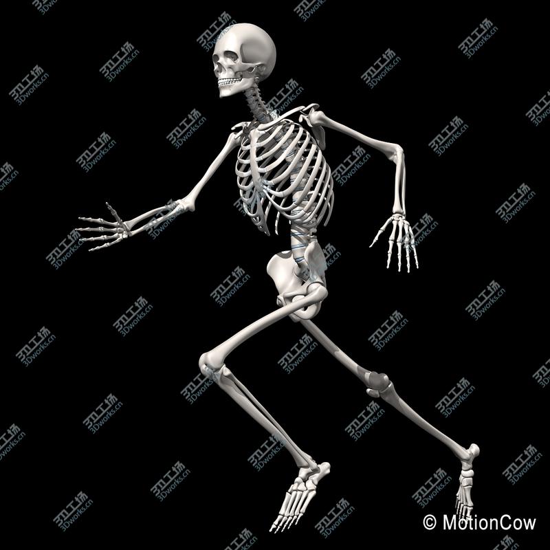 images/goods_img/20210113/Human Skeleton  Rigged/3.jpg